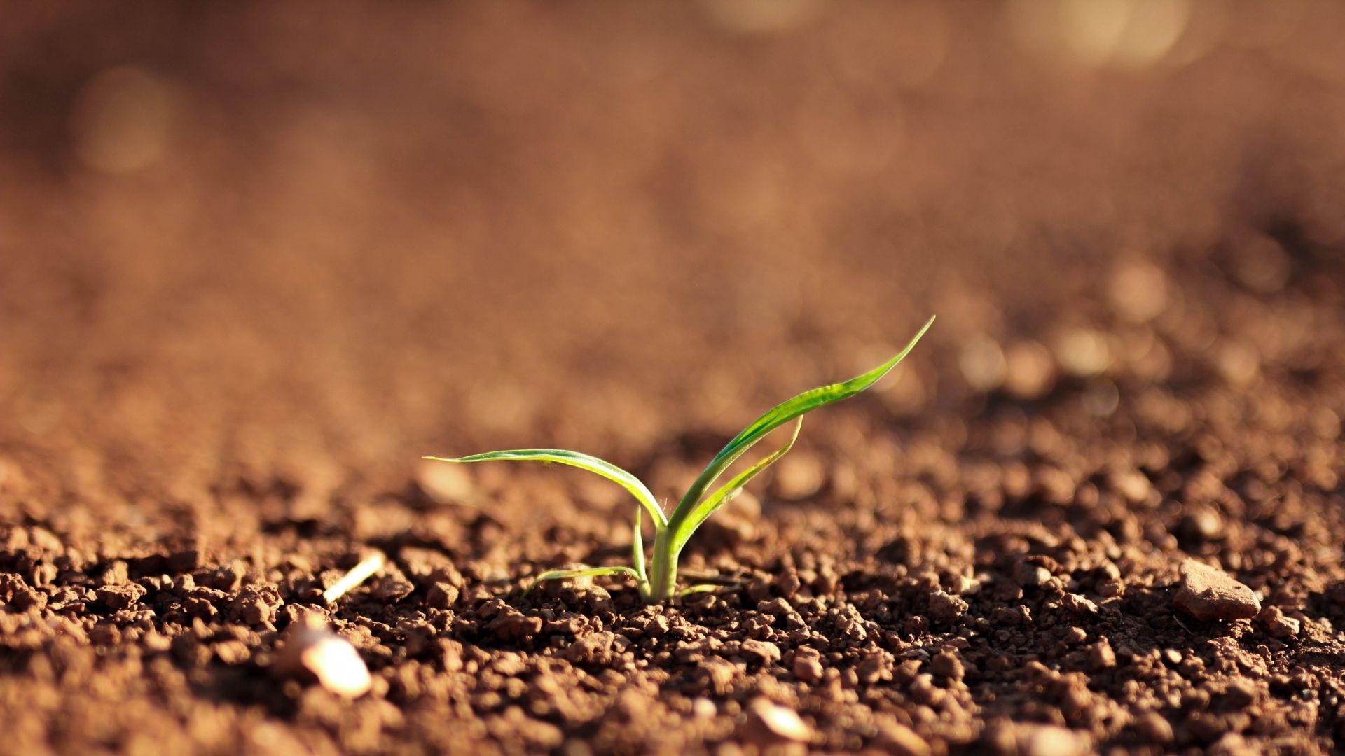 Talajjavító granulátum és termesztő közeg